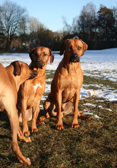 Vimla, Lexi och Minos!