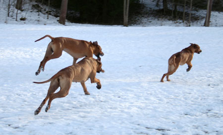 Lexi, Minos och Vimla springer i snn!