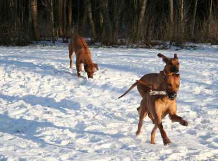 Minos, Vimla och Lexi springer i snn!