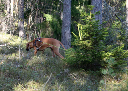 Minos har tagit vinkeln p viltspret!