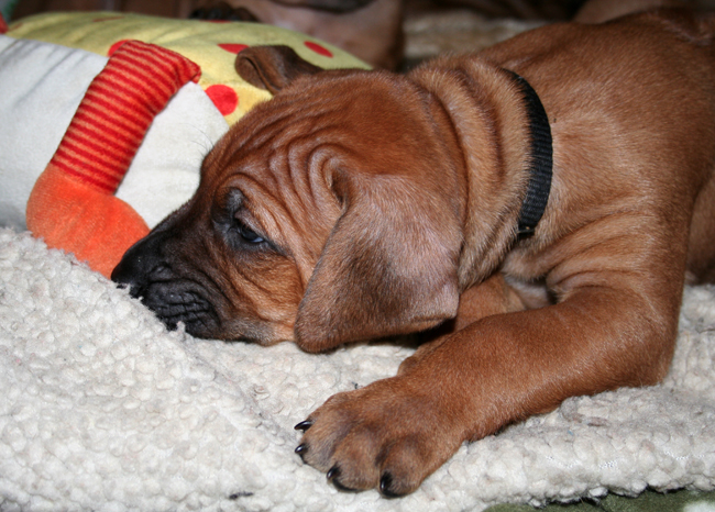 Kadamo puppies! Kadamo puppies!