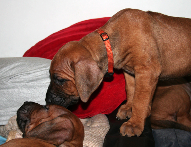 Kadamo puppies! Kadamo puppies!