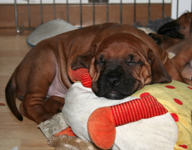 Kadamo puppies! Kadamo puppies!