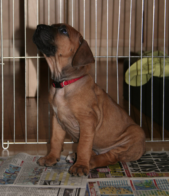 Kadamo puppies! Kadamo puppies!