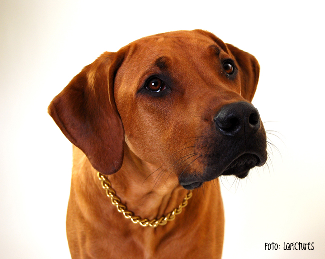 Rex Ventors Rolex! Rex Ventors Rolex!