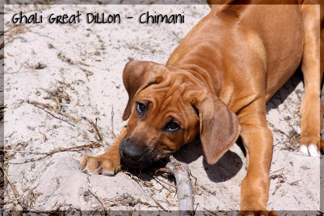Ghali Great Dillon!