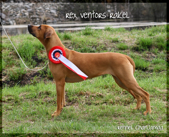 Rex Ventors Rakel!