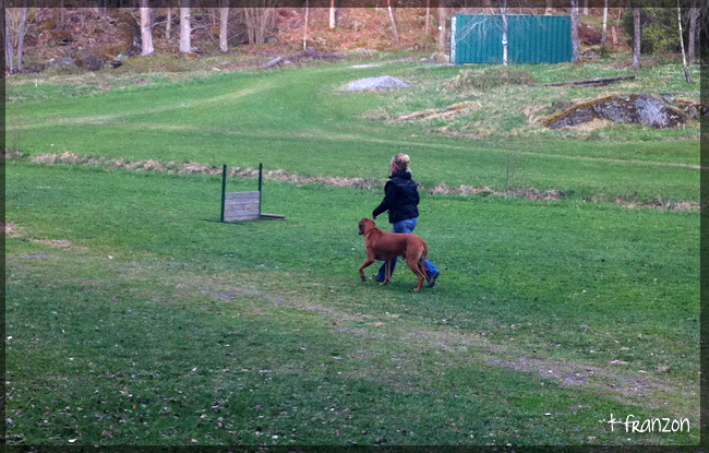 Ch Swe, Fin, World Winner Specialty 2008 African Hunter's Amazing Baskervill 'Minos'!