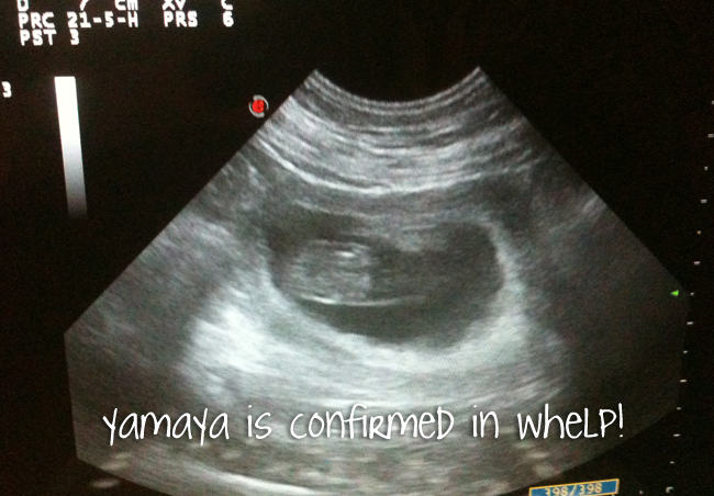 Ultrasound Stubborn Manors YaMaya!