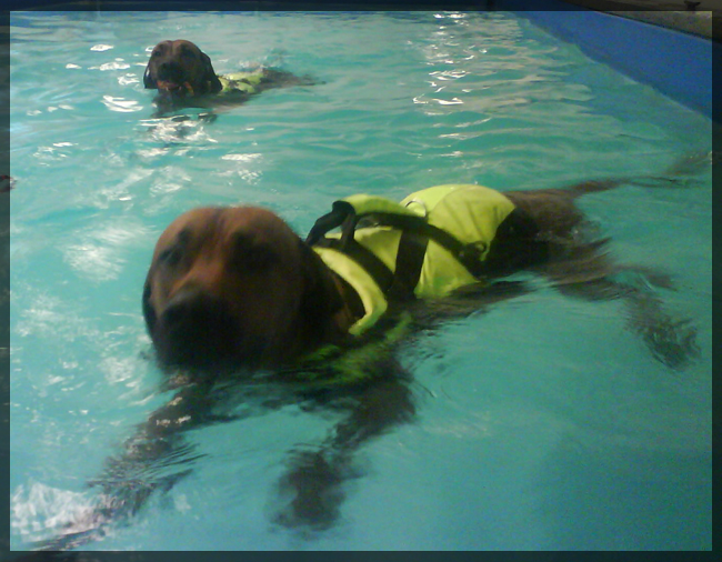 Minos swimming!