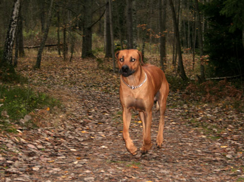 Minos springer i skogen!