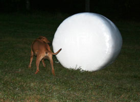 Hittade en stor boll!