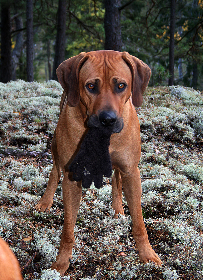 Minos grabbing mums glove!