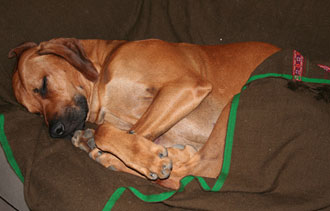 Minos sover varm & skn i soffan!
