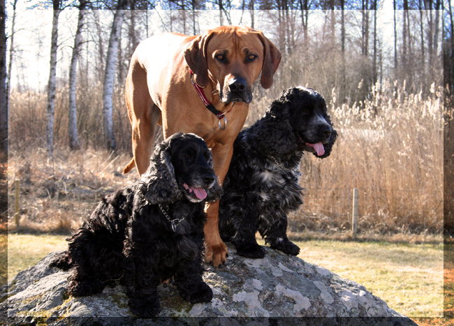 10 year old Hampus and Minos and Sigge! 10 year old Hampus!