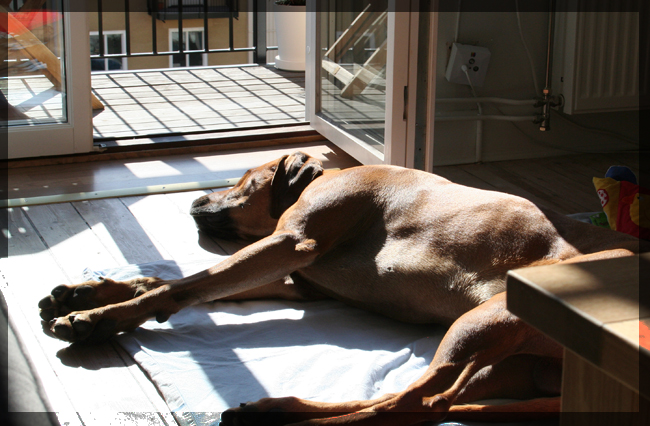 Minos sunbathing!