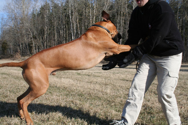 Leker med husse Lelle