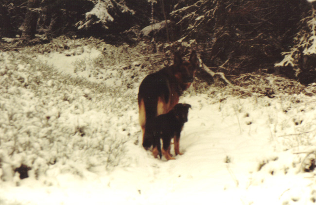 Zarrow & vr andra hund, Fokker i skogen!