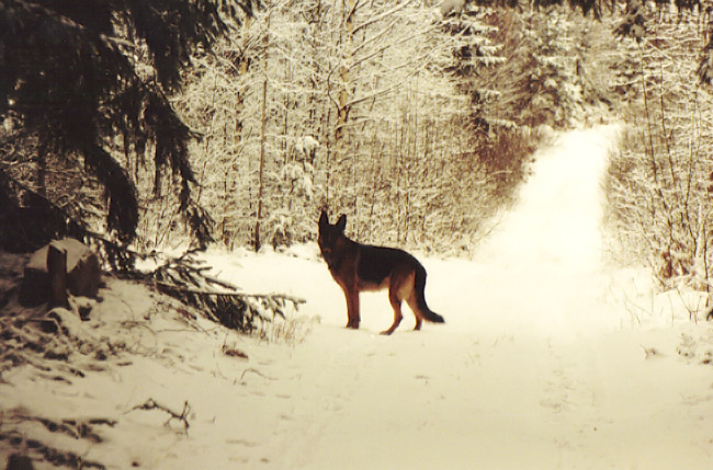 Vr frsta vovve Zarrow ute i skogen!