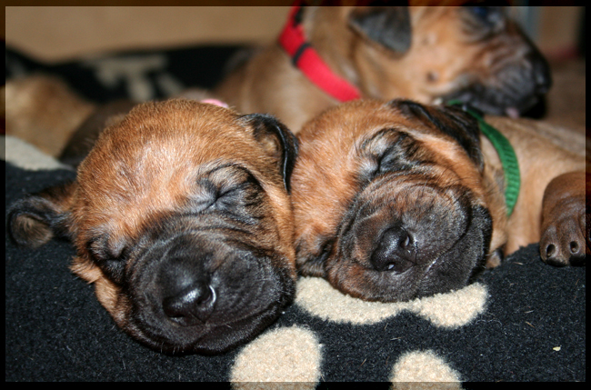 Asla x Minos puppies 2 weeks!