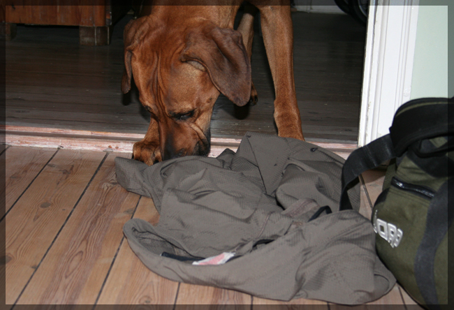Minos inspecting Annikas pants used in the puppy box!