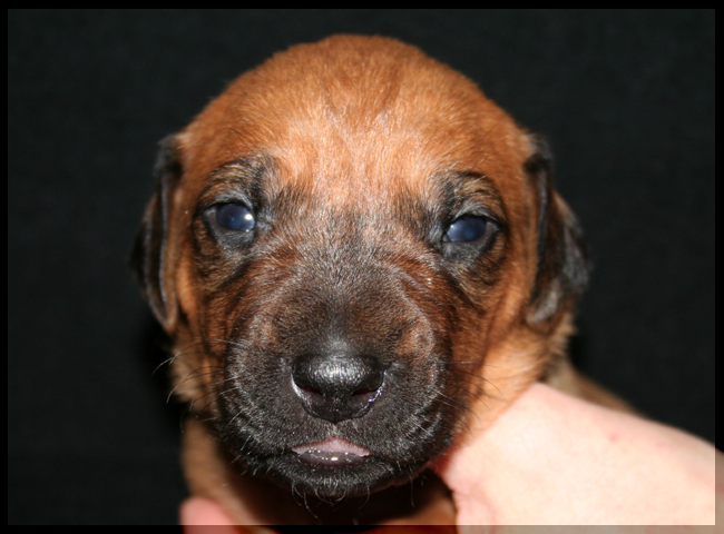 Asla x Minos puppies 2 weeks!