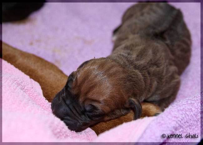 Asla x Minos puppies 2 days!