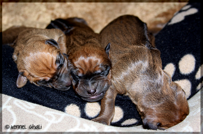 Asla x Minos puppies 2 days!