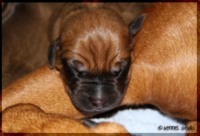 Asla x Minos puppies 2 days!