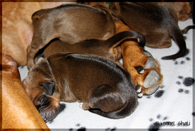 Asla x Minos puppies 4 days!