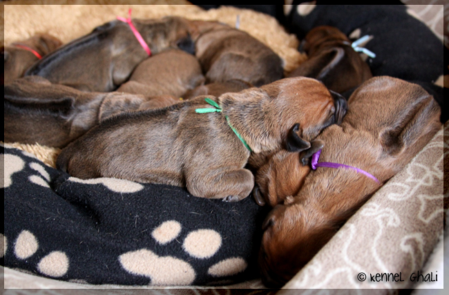 Asla x Minos puppies 4 days!