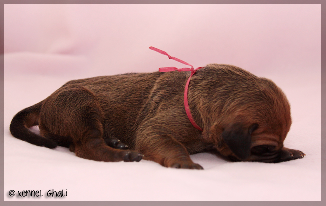 Asla x Minos puppies 6 days!