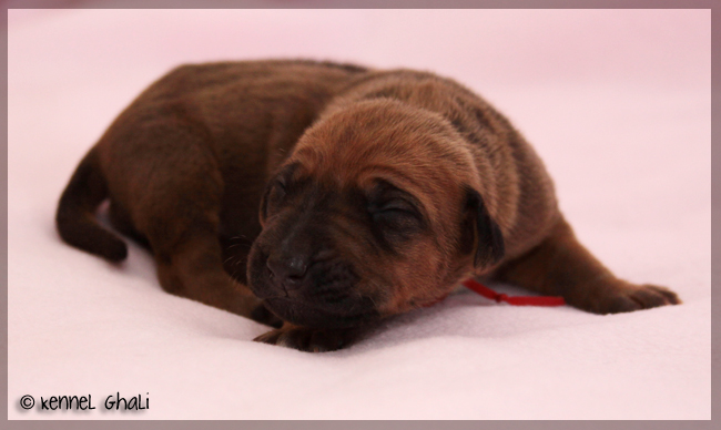 Asla x Minos puppies 6 days!