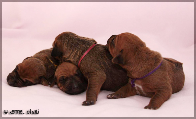 Asla x Minos puppies 6 days!