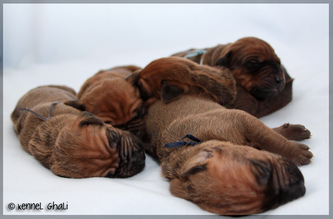 Asla x Minos puppies 6 days - males!