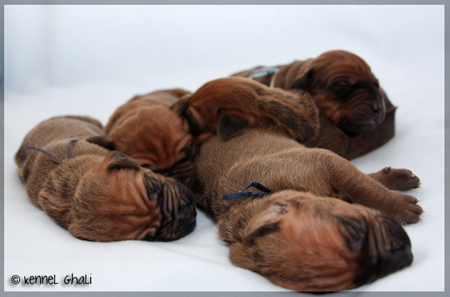 Asla x Minos puppies 6 days!