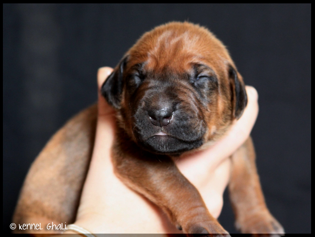 Asla x Minos puppies 9 days!