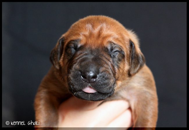 Asla x Minos puppies 9 days!