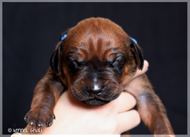 Asla x Minos puppies 9 days!