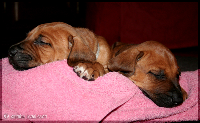 Asla x Minos puppies 5 weeks!
