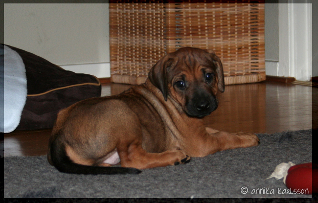 Asla x Minos puppies 5 weeks!