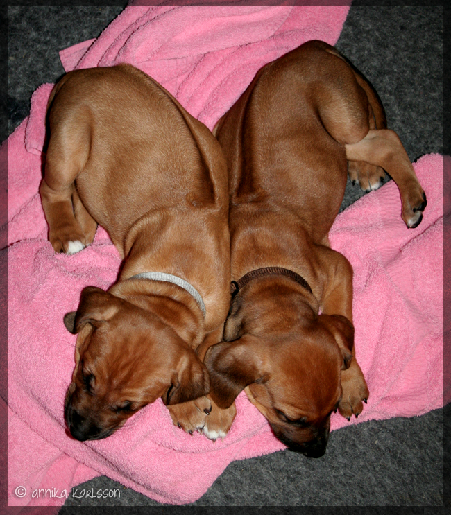 Asla x Minos puppies 5 weeks!