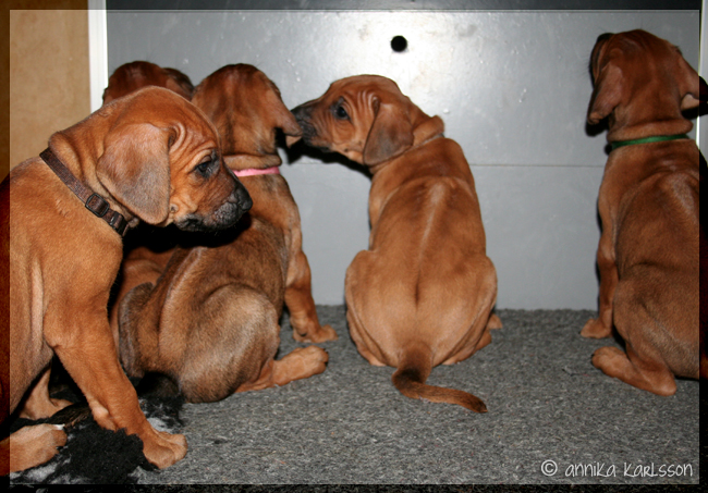 Asla x Minos puppies 5 weeks!