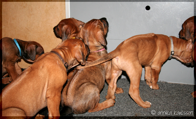 Asla x Minos puppies 5 weeks!