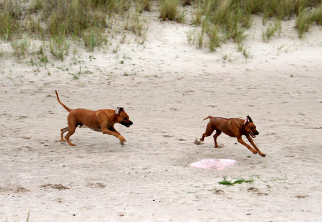 Playtime at Gotland - Tofta beach!