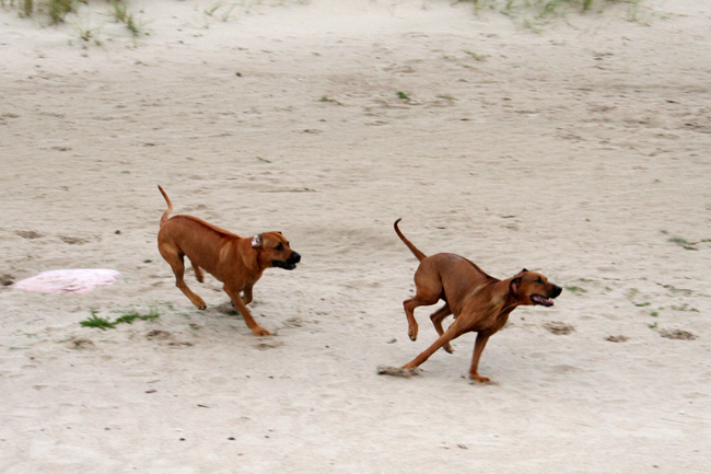 Playtime at Gotland - Tofta beach!