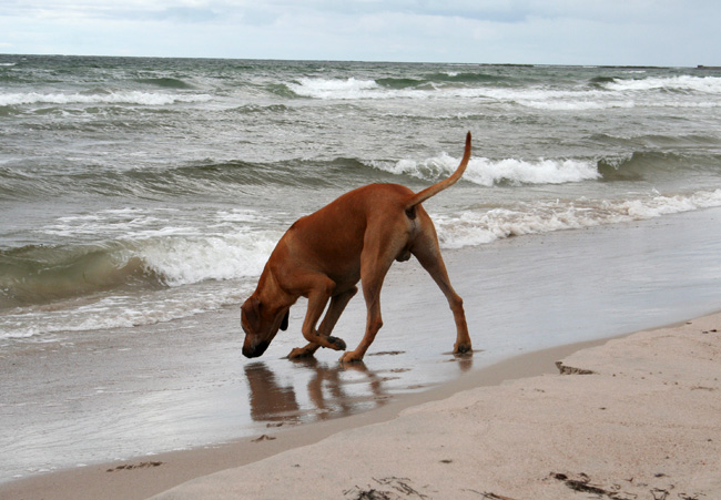 Playtime at Gotland - Tofta beach!