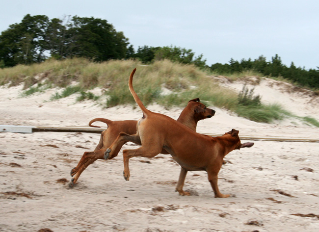 Playtime at Gotland - Tofta beach!