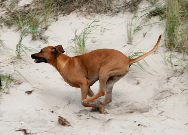 Playtime at Gotland - Tofta beach!