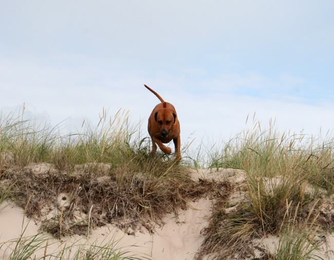 Playtime at Gotland - Tofta beach!